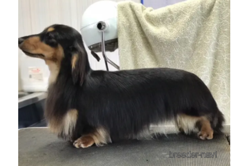 販売中のミニチュアダックスフンド(ロングヘアード)の親犬